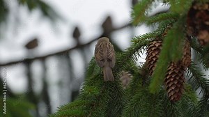 Sparrow on the branch of a Pine tree silhouettes of more in background