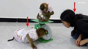 26K views · 950 reactions | Wow Dodo & Mom Want To Know What's Mori's Weigh? Mom & Dodo Look At Scales | Monkey Dodo | Facebook