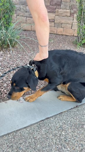 Update: Mona is still in foster and building more and more confidence everyday. She is now available for adoption. If you are interested in adopting Mona, please go to our website www.rottenrottie.com and fill out our adoption application. Thank you Nelly for fostering sweet Mona and helping her build her confidence. We appreciate you so much!! Last week was a busy one at Rotten Rottie Rescue , but we finally get to introduce you to Mona 💕 Last Monday we rescued a very scared female puppy from 