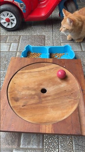 Marble runs | BiG Ligth Blue Ball | Slow Motion Video #cat #marblerun #funny #cute #asmr