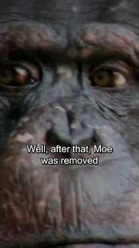 The Deadliest Ape Attack: The St. James Davis Tragedy #Apes #ExoticAnimals #Shorts