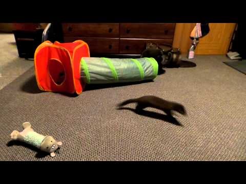 My pet Arctic fox and Mink playing