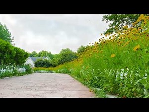 Flower Garden Background Video, Beautiful Flower Nature Video