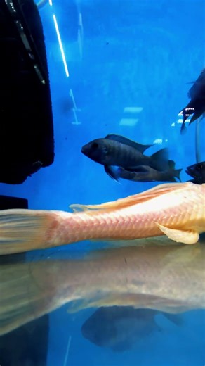 Albino Bristlenose Pleco – Gentle Tank Cleaner & Living Sculpture | Liana Fish #shorts