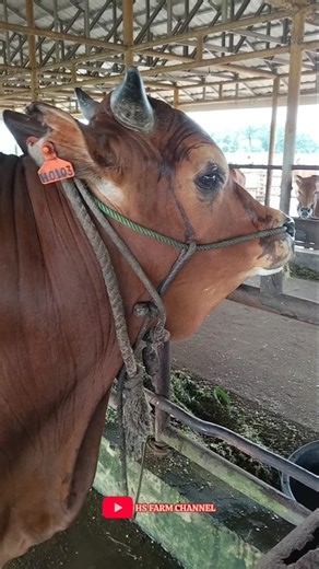 the sound of a cow funny mooing videos 01 #shorts #cow #cowsound