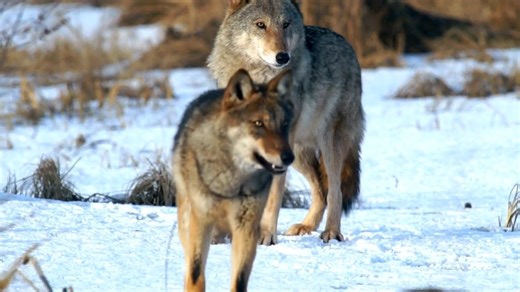 Watch what happens when humans meet wolves