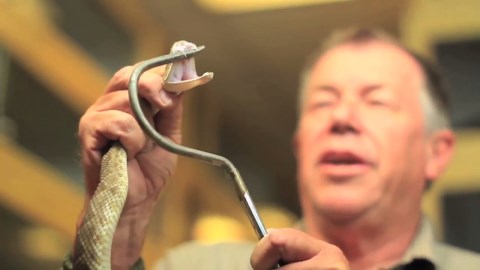 a day at the reptile zoo featuring snakes, lizards and alligators