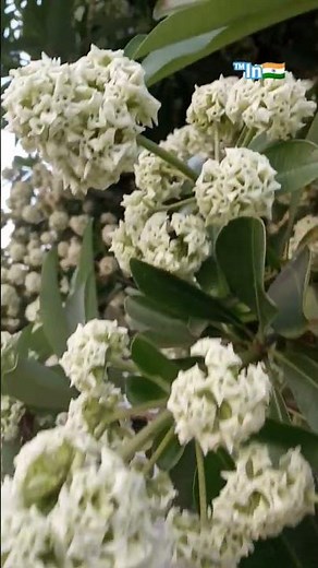 Beutifull Guccha Flowers