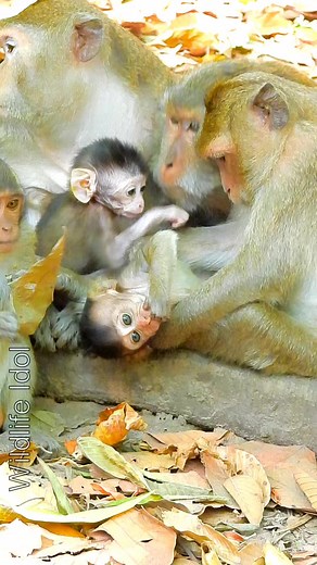 Very cute family Gladdis | Wildlife Idol