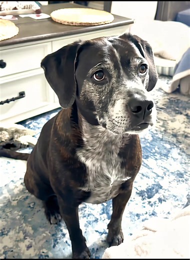 🩵Jack🩵. The sweetest dog that ever was. #boopthesnoot