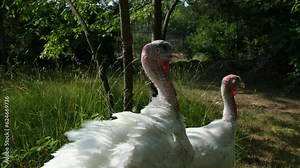 Cage free organically raised white adult turkeys walks through back yard toward outdoor enclosure.