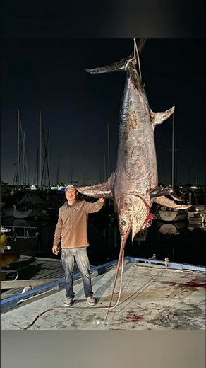 El pez espada o conocido como «El gladiador» 🐟 #pezespada #peces #pez