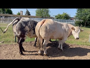 Krowie kulturystki - Bydło Belgijskie Biało-Błękitne