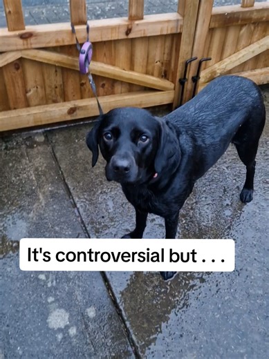 Overcoming Grief: My Journey with Ruby the Labrador