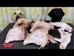 【ASMR】 Dogs eating Raw Meats
