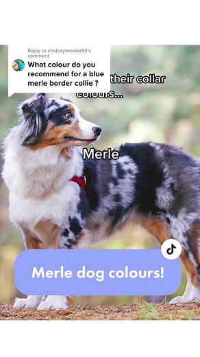 Merle Corgi Color Variants Explained: Collar Colors for Merle Dog Owners