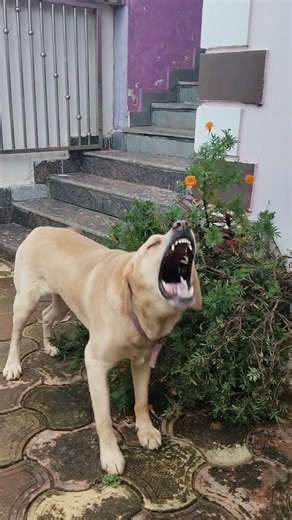 Dog barking video🤫🐕😈 #labrador barking #barking sound #shorts #part 291