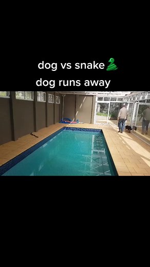 2.1K views | Dog vs snake then runs away. Protect dogs from snaked today. #tiktok #dog #fyp #snakeavoidance #petstory #pet #foryou #snake #puppy #foryoupage | Canine Snake Avoidance | Facebook