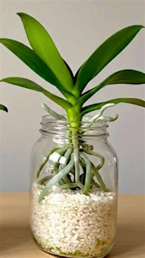 Comment utiliser le riz dans les plantes pour qu’elles deviennent fortes. | Amour et Santé