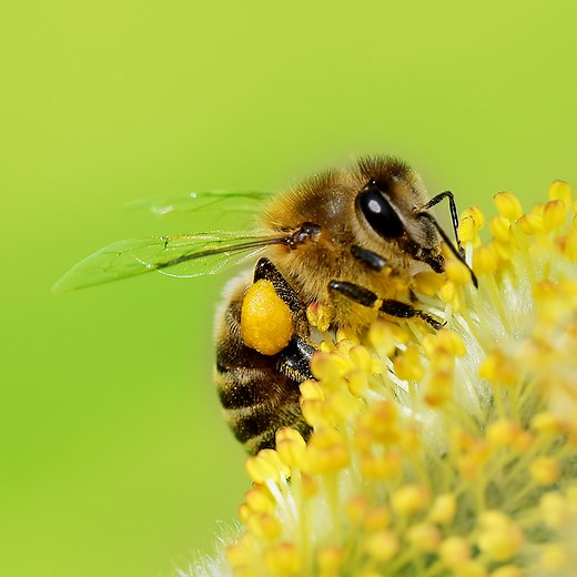 Animal inspiration in science