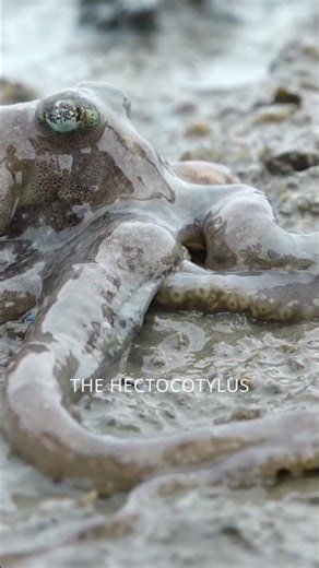 FAST OCTOPUS FACT İN 25 SECOND