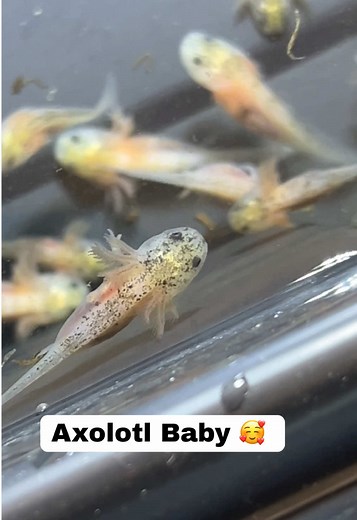Axolotl Babys Aufzucht 2025: Harlekin Linie Entdecken