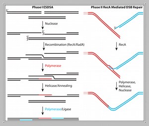 Deinococcus radiodurans