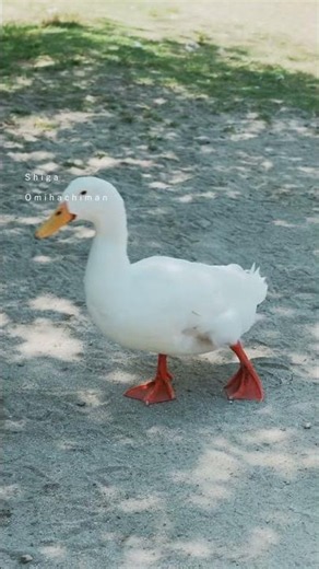どこか懐かしくて、たっぷりの自然に癒される、滋賀 近江八幡。新緑の八丁堀やびわ湖の傍で佇む鳥、夕陽の中を走る近江鉄道など、風情あふれる光景にたくさん出会えた1日でした◎ #fujifilm #xt5