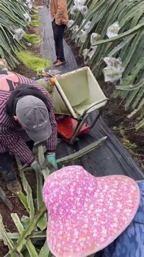 grinding animal feed made from the remains of harvested cactus plants. #shorts
