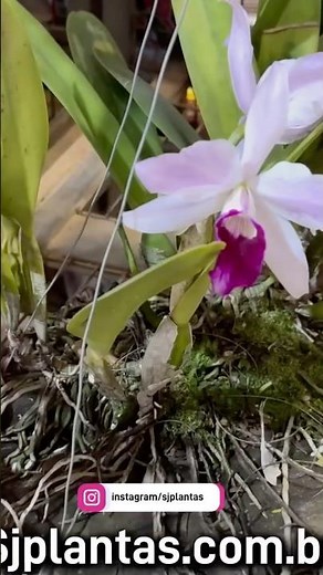 Orquídeas baratas onde comprar!