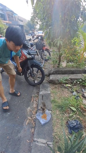 3.1K reactions · 46 shares | Temen mbantuin kasih makan anak kucing #edukasi #catlover #meongjalan #kitten #wina | Yohanes Filius | Facebook