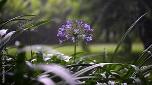Agapanthus praecox, blue lily flower, close up. African lily or Lily of the Nile is popular garden plant in Amaryllidaceae family. Tanzania, east Africa