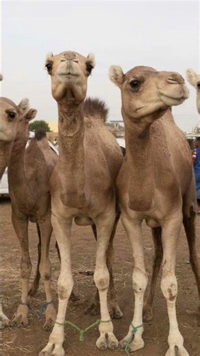 the eyes of camel is 3