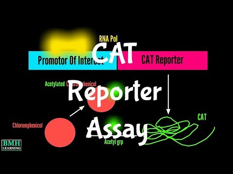 CAT Reporter Gene Assays | Chloramphenicol Acetyltransferase Reporter Gene |