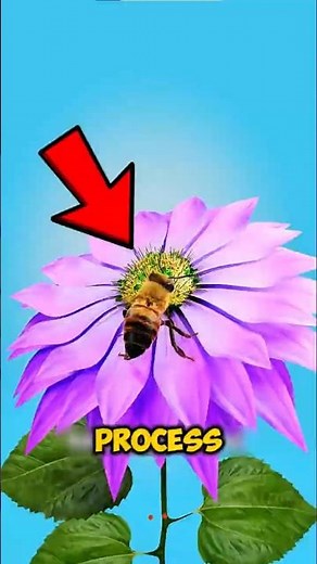 How Bees REALLY Make Honey 😳 (It’s Stranger Than You Think)