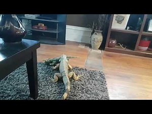 Iguana attack