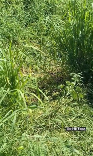 #FijiTimesNews A suspect has been taken in for questioning for their alleged involvement in the death of a 40-year-old Drasa resident whose decomposed body was found in a ditch in Vitogo, Lautoka, on Saturday afternoon. The victim was identified by a close family following police investigations. #FijiNews #Fiji 🎥 BALJEET SINGH | The Fiji Times