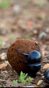 89K views · 1.9K reactions | "Nature's little powerlifters at work! Check out this incredible moment captured at Addo Elephant Park in South Africa's Eastern Cape — two determined dung beetles showing off their strength and teamwork. These tiny creatures play a huge role in maintaining the ecosystem, and watching them in action is nothing short of mesmerizing." __  Shannon Bright #DungBeetles #AddoElephantNationalPark | South African National Parks | Facebook