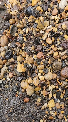 Killer squalicorax, crow shark from nj. #fossilsofinstagram #sharktoothhunting #fossilsofnj #sharktooth #shark #fossils #fossilguyofnj | Christopher Abrams