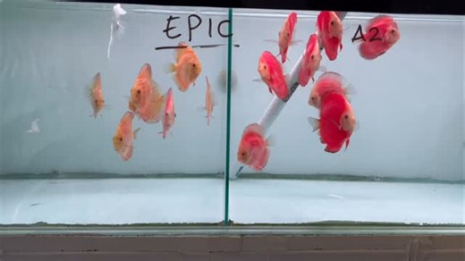 X-verius Discus on Instagram: ""Fire and Sunshine. 🔥☀️ Perpaduan Red Melon dan Yellow Discus yang bikin tank makin hidup!🐠🐟 #percintaanikan #discus #fypシ #pecintadiscus #ikanhias"