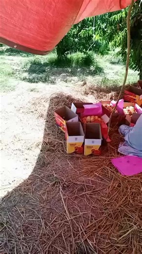 Fruit Sorting and Packing Techniques in Traditional Settings
