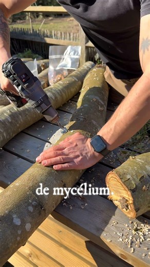 Produire ses champignons pendant 5 ans… pour 40€ 🍄 #jardinforet #champignons #permaculture