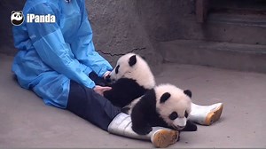 A panda a day, keeps the sorrow away. Good massage, rubbing my fur is your tip. Watch live at en.ipanda.com/live/chengdu | iPanda