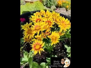 One Hour Young People's Hymns—The Lord's Recovery