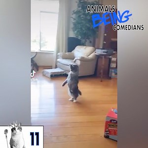 These heckin silly animals! 😂 | Animals Doing Things