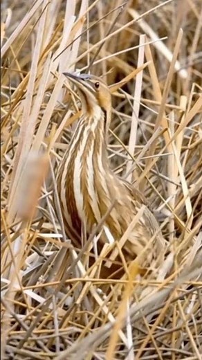 Bittern #bitterness #bittern #birds #birdsounds #youtubeshorts
