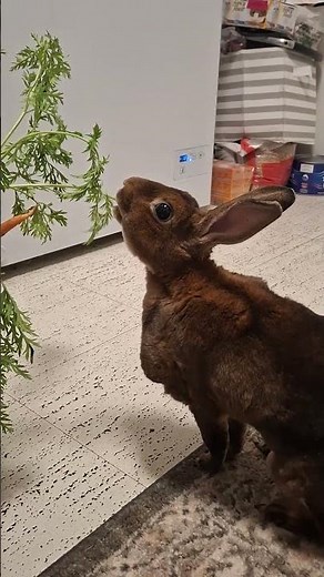 🥉 Non-Stop Eating Machine 😭🐰❤️