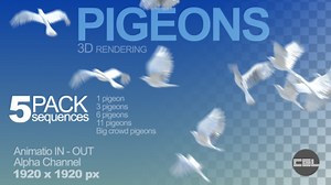 Pigeons Animation