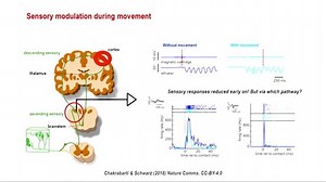 Real-time Brain and Behavior Experiment with Stateflow and Simulink
