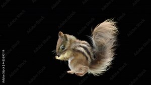 Chipmunk Dance CG fur. 3d rendering, animal realistic CGI VFX, Animation Loop, composition 3d mapping cartoon, Included in the end of the clip with Alpha matte.